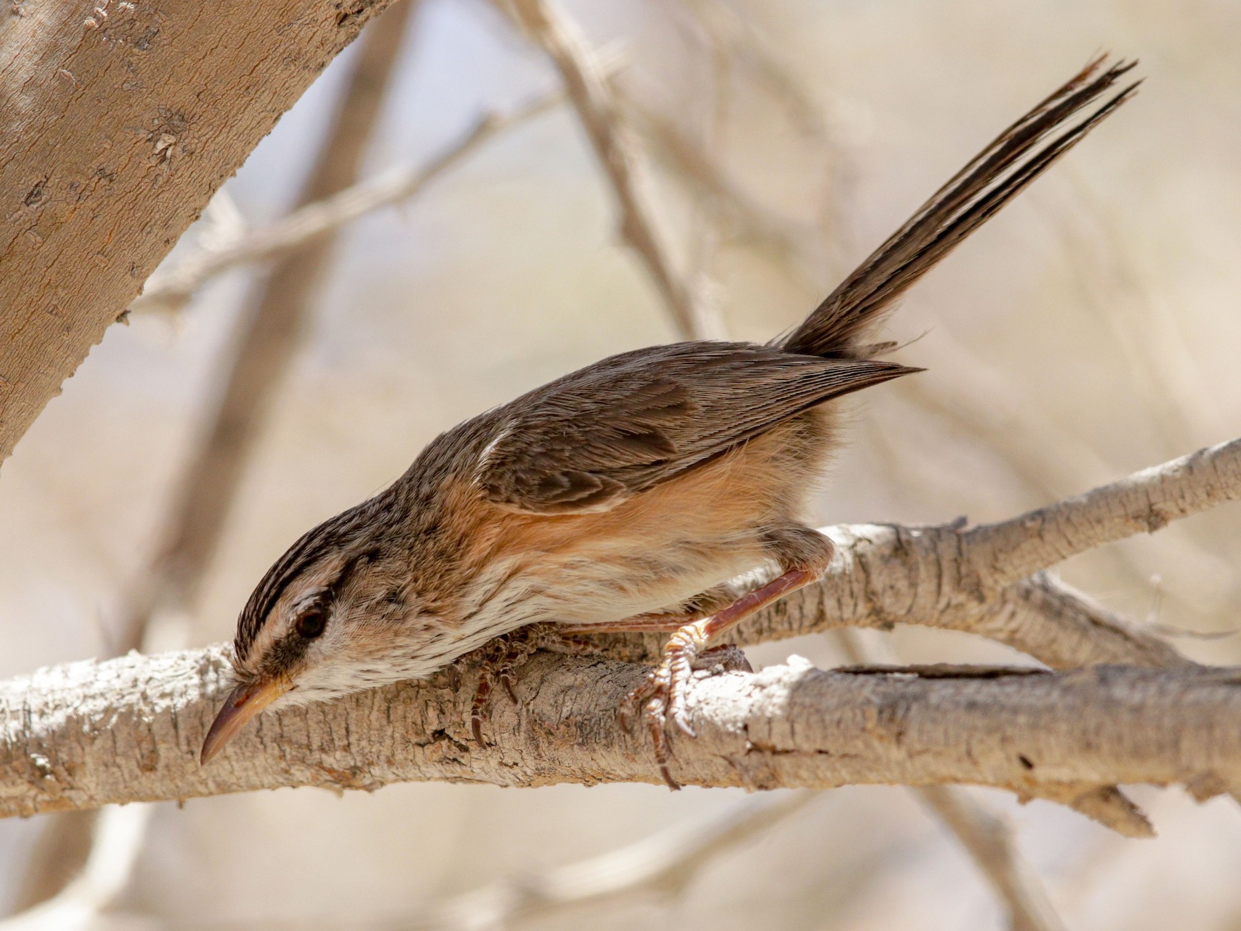 Scrub Warbler eBird