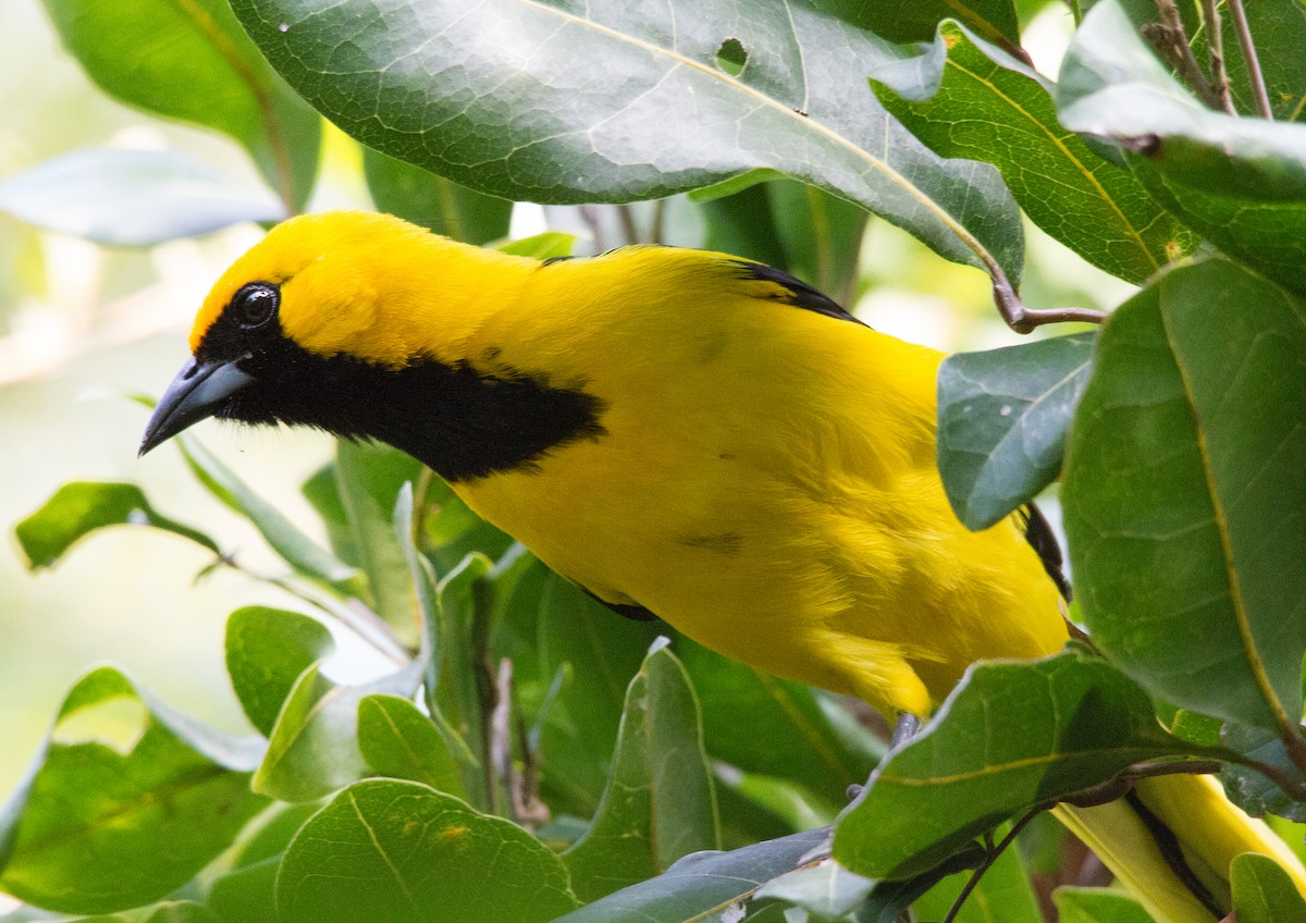Yellow-tailed Oriole - ML140473001