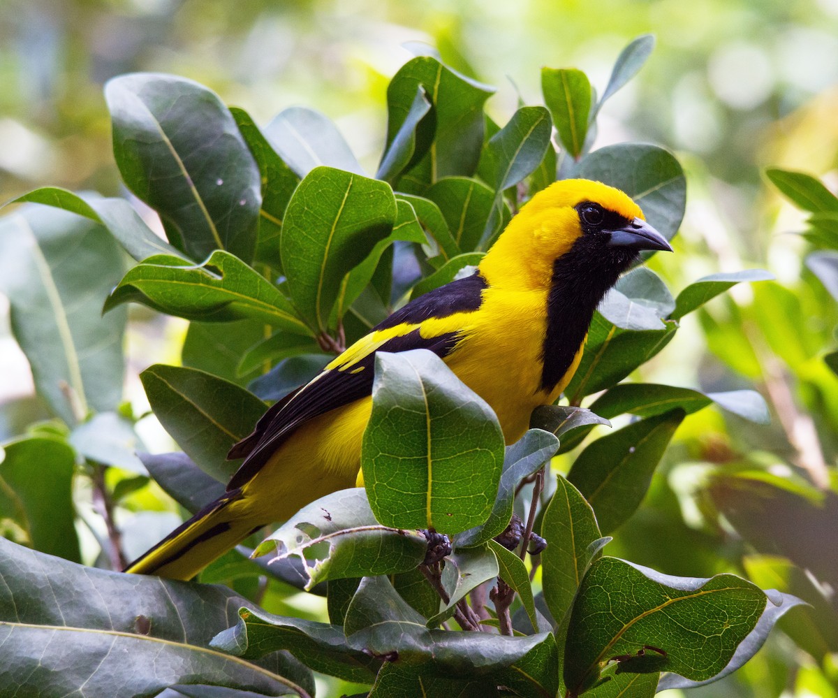 Yellow-tailed Oriole - ML140473011