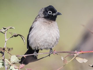 Arabische buulbuul - eBird
