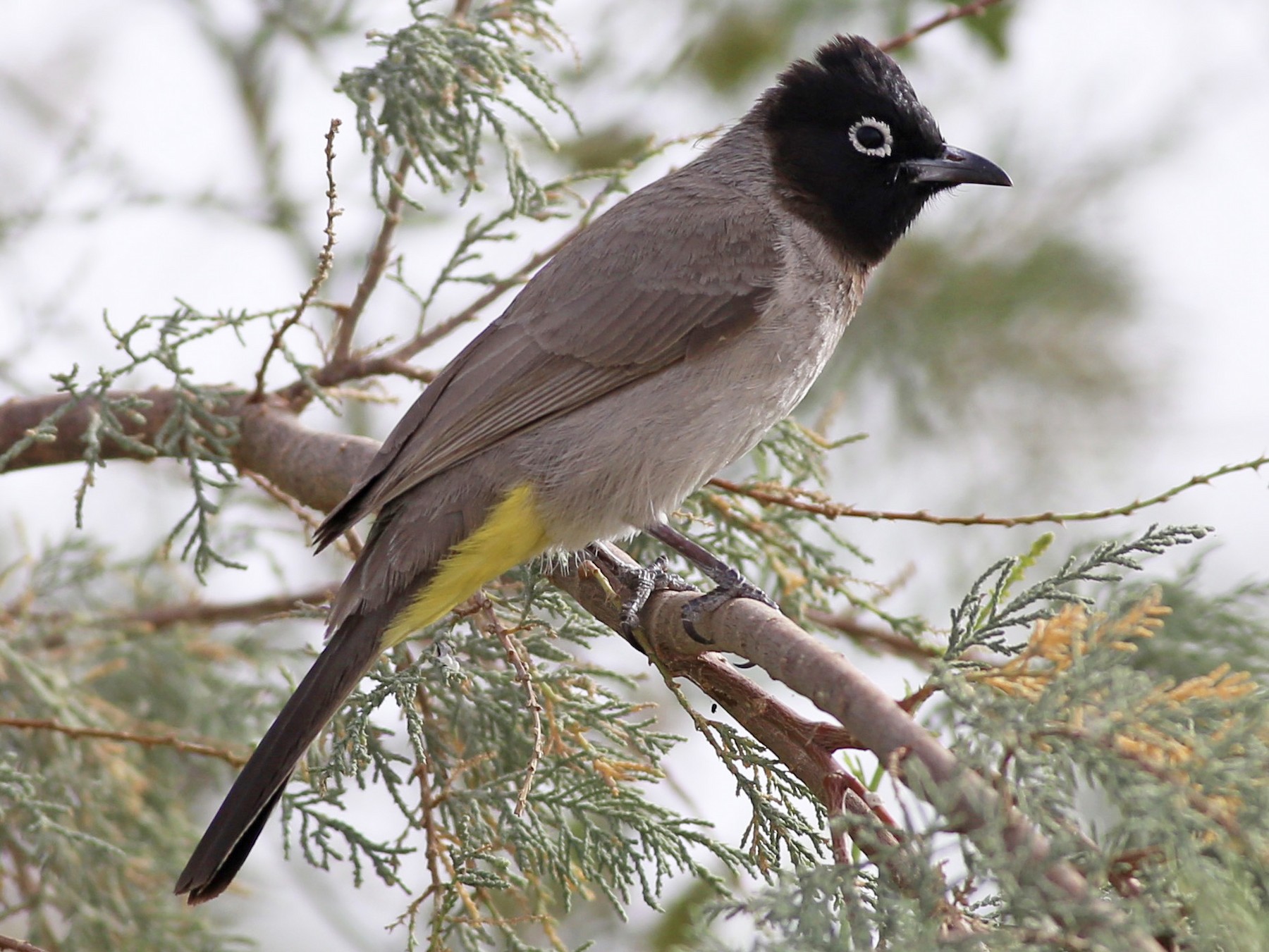 White-spectacled Bulbul - Alan Kneidel