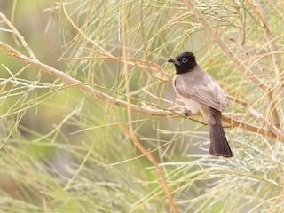 Arabische buulbuul - eBird