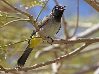 Arabische buulbuul - eBird