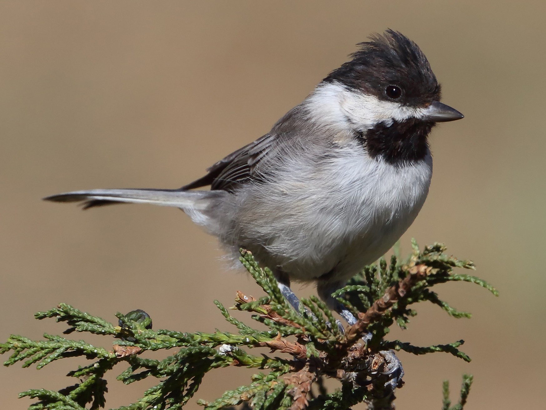 Sombre Tit Ebird