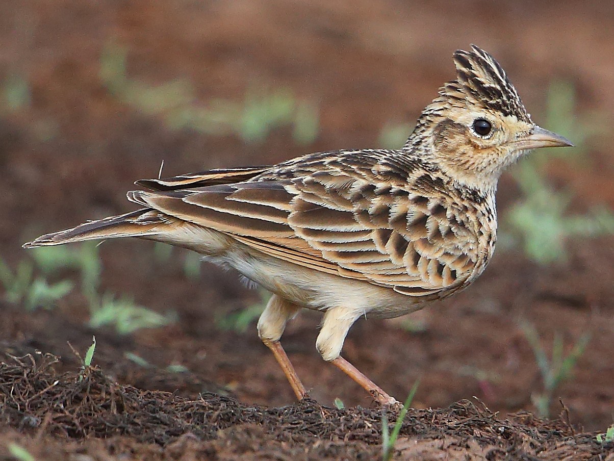 Oriental Skylark - Albin Jacob