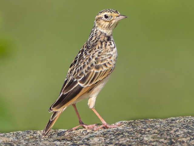 Katta yoshli lesbiyanlik porno onlayn uchun yosh qiz