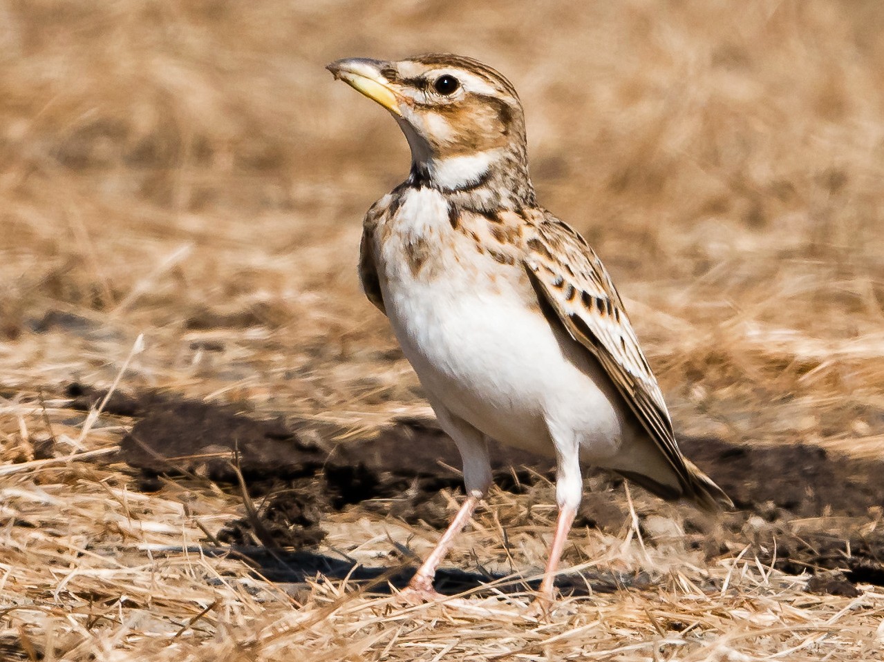 Bimaculated Lark - Prashant Tewari