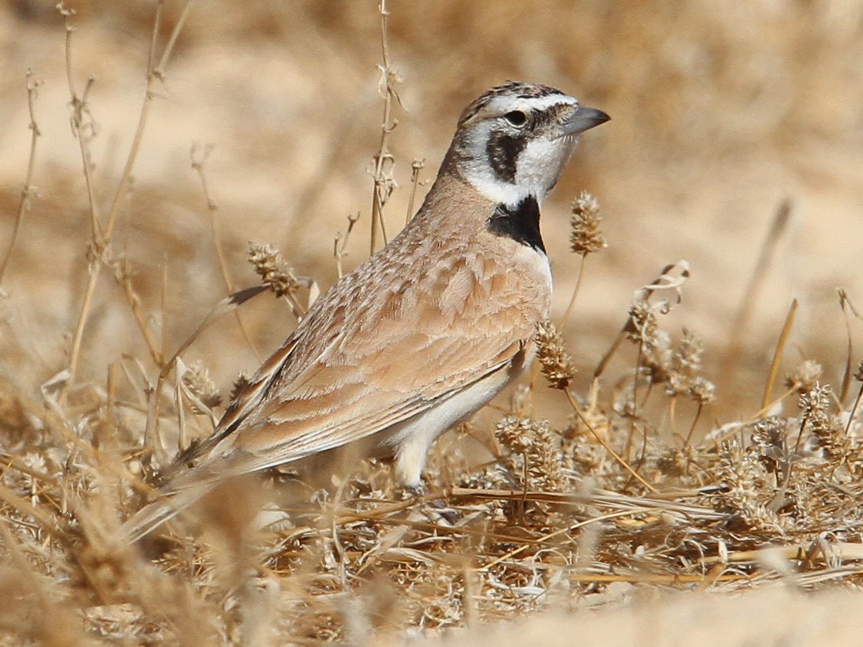 Temminck's Lark - eBird