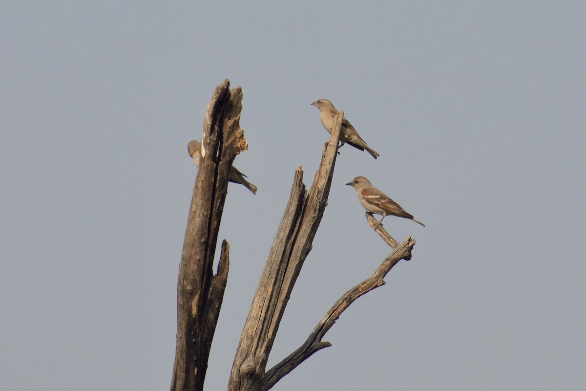 Yellow-throated Sparrow - Hakimuddin F Saify