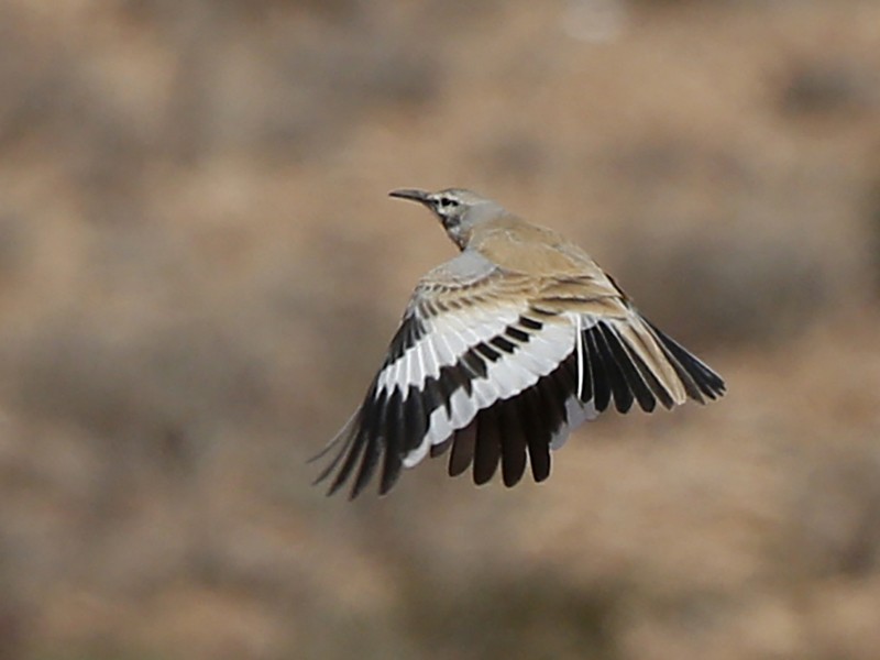 Greater Hoopoe-Lark - Laura Keene