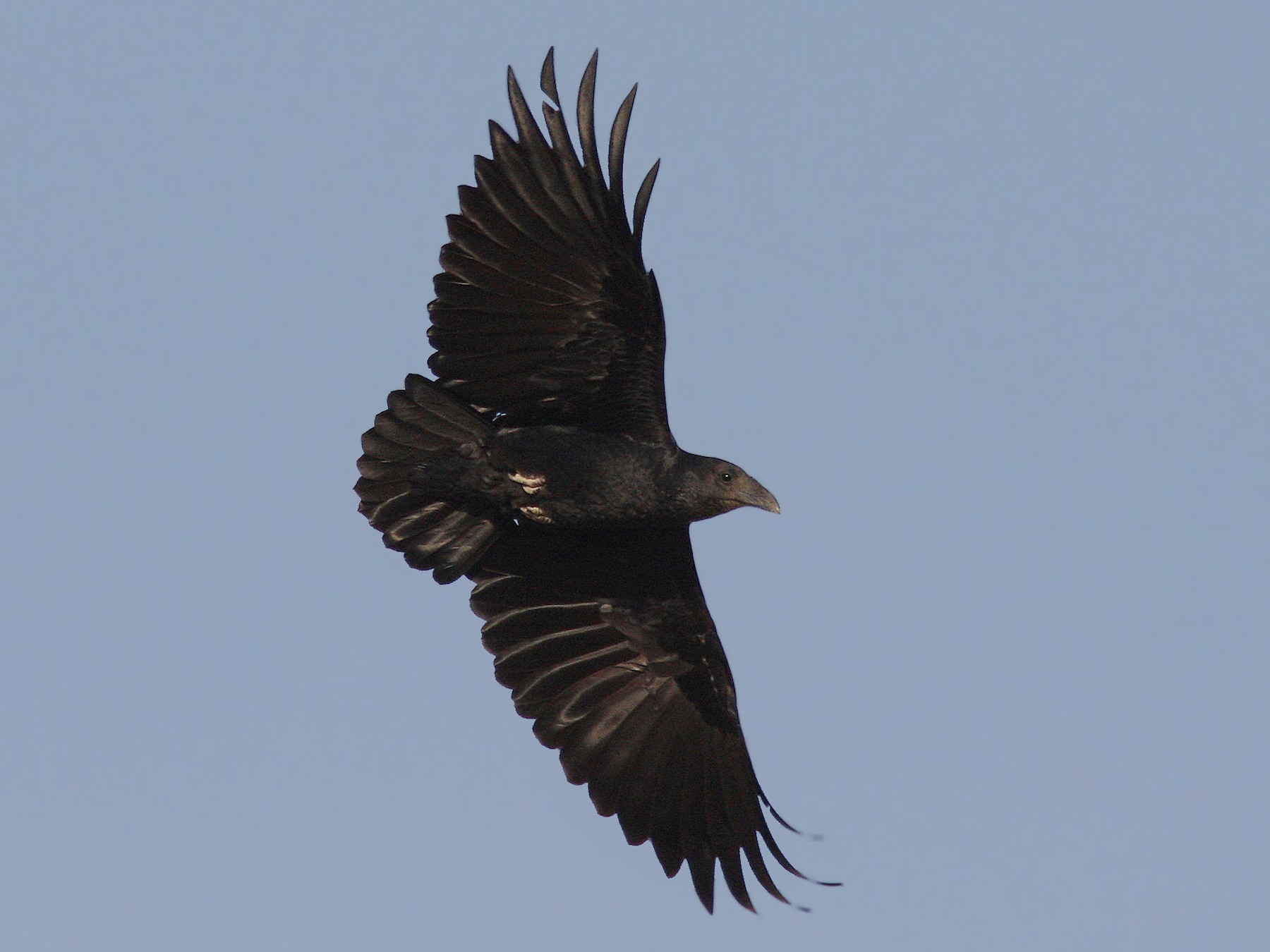Fan-tailed Raven - Christoph Moning