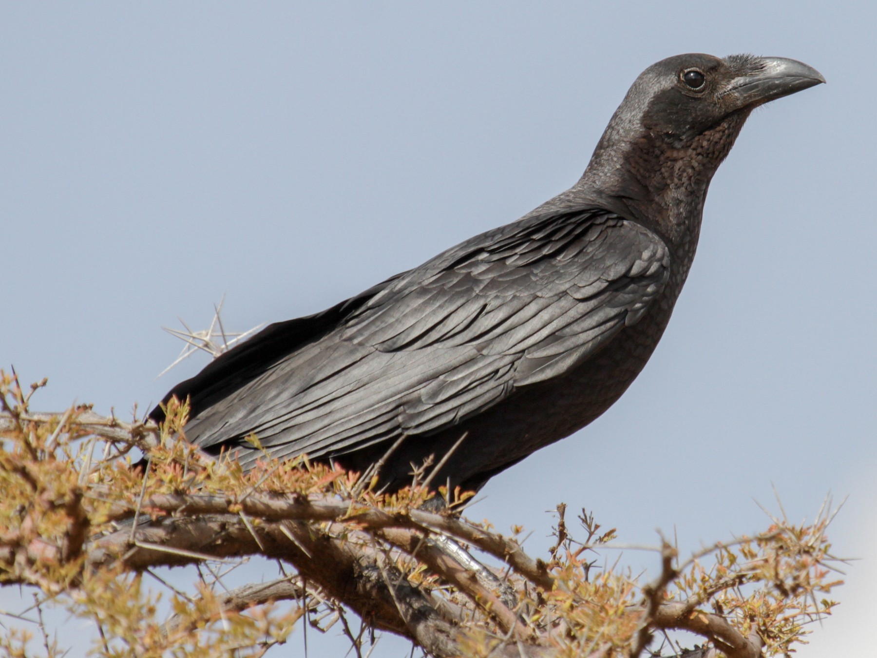 Fan-tailed Raven - Tommy Pedersen