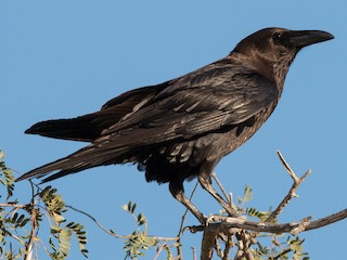  - Brown-necked Raven