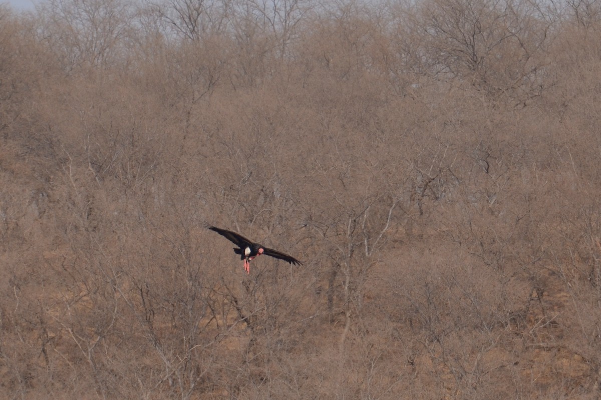 Red-headed Vulture - ML140476831