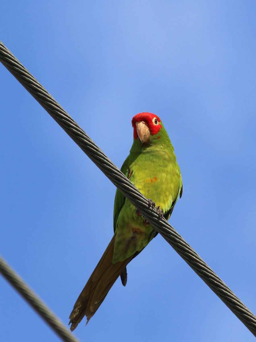 Red-masked Parakeet - Denis Tétreault