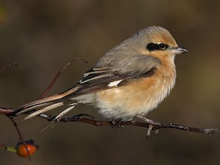 Эвелина қараңғының иесі порно онлайн