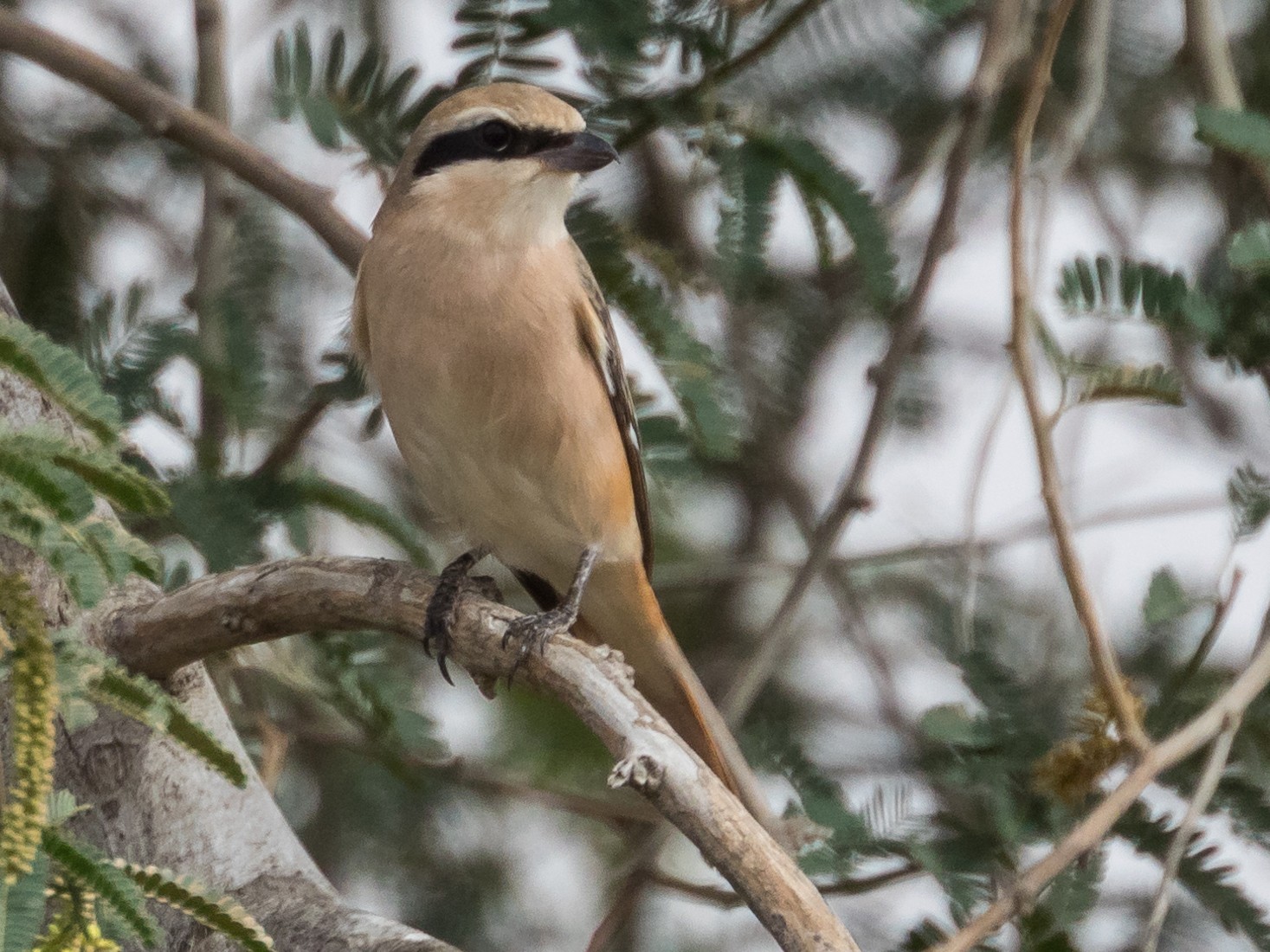 Isabelline Shrike - Markus Craig