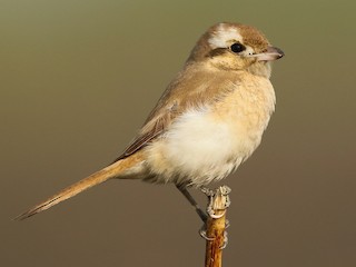 モウコアカモズ - eBird