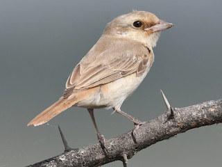 นกเด็ก - Sriram Reddy - ML140477781