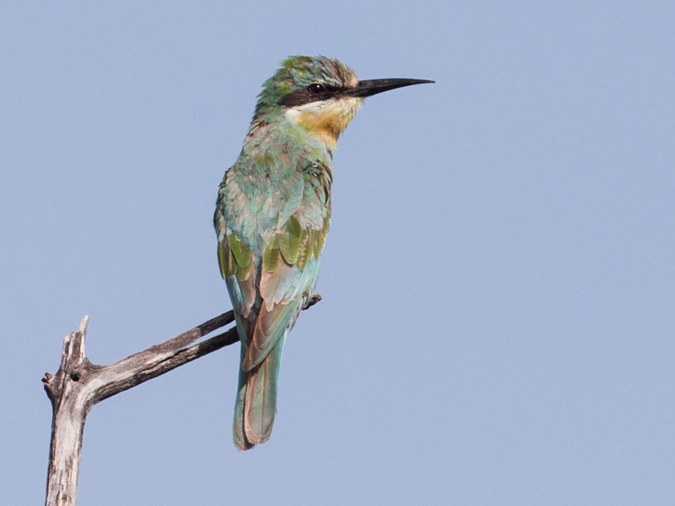 Blue-cheeked Bee-eater - Chris Wood