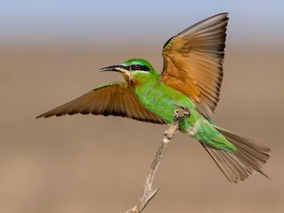 ルリホオハチクイ - eBird