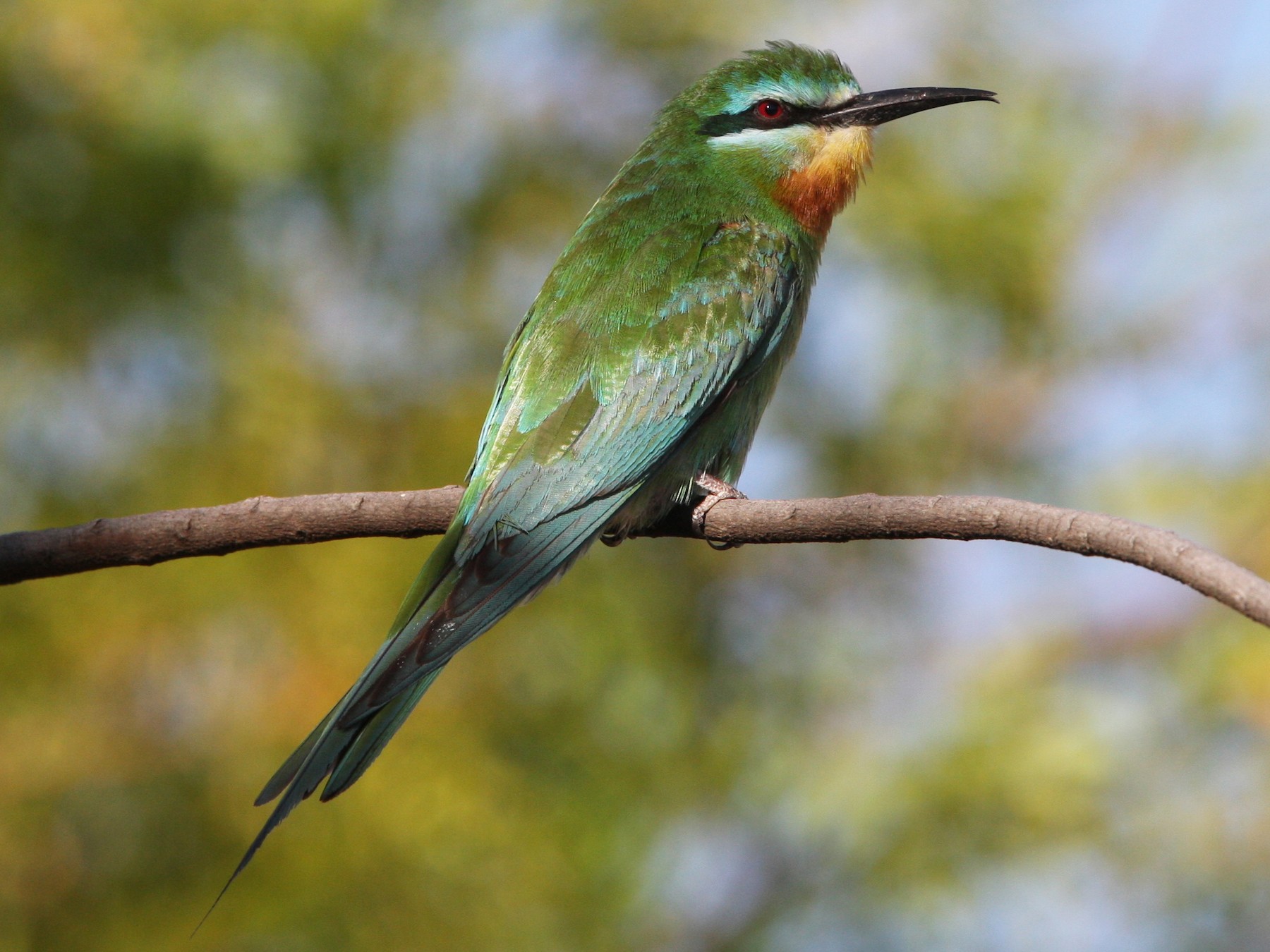 Blue-cheeked Bee-eater - Christoph Moning