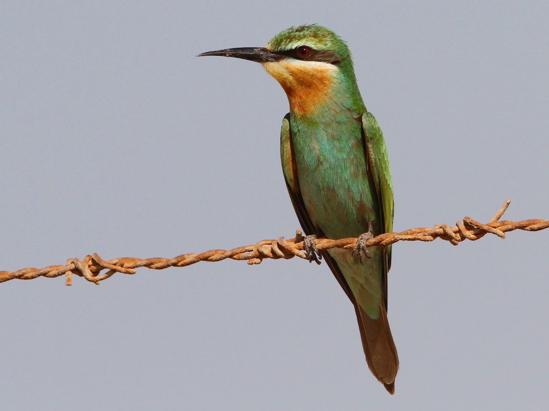 Blue-cheeked Bee-eater - Christoph Moning