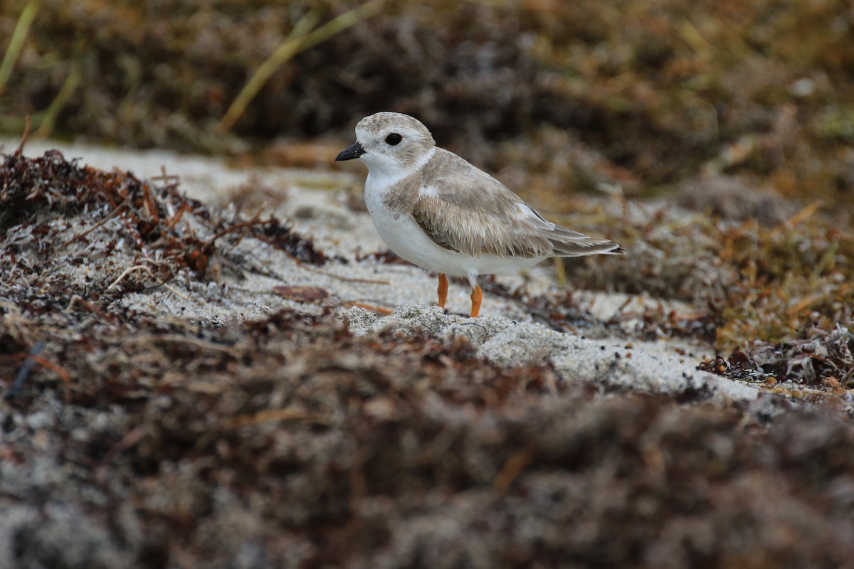 Piping Plover - Denis Tétreault