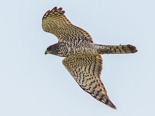 Молодая птица - Antero Topp - ML140478901