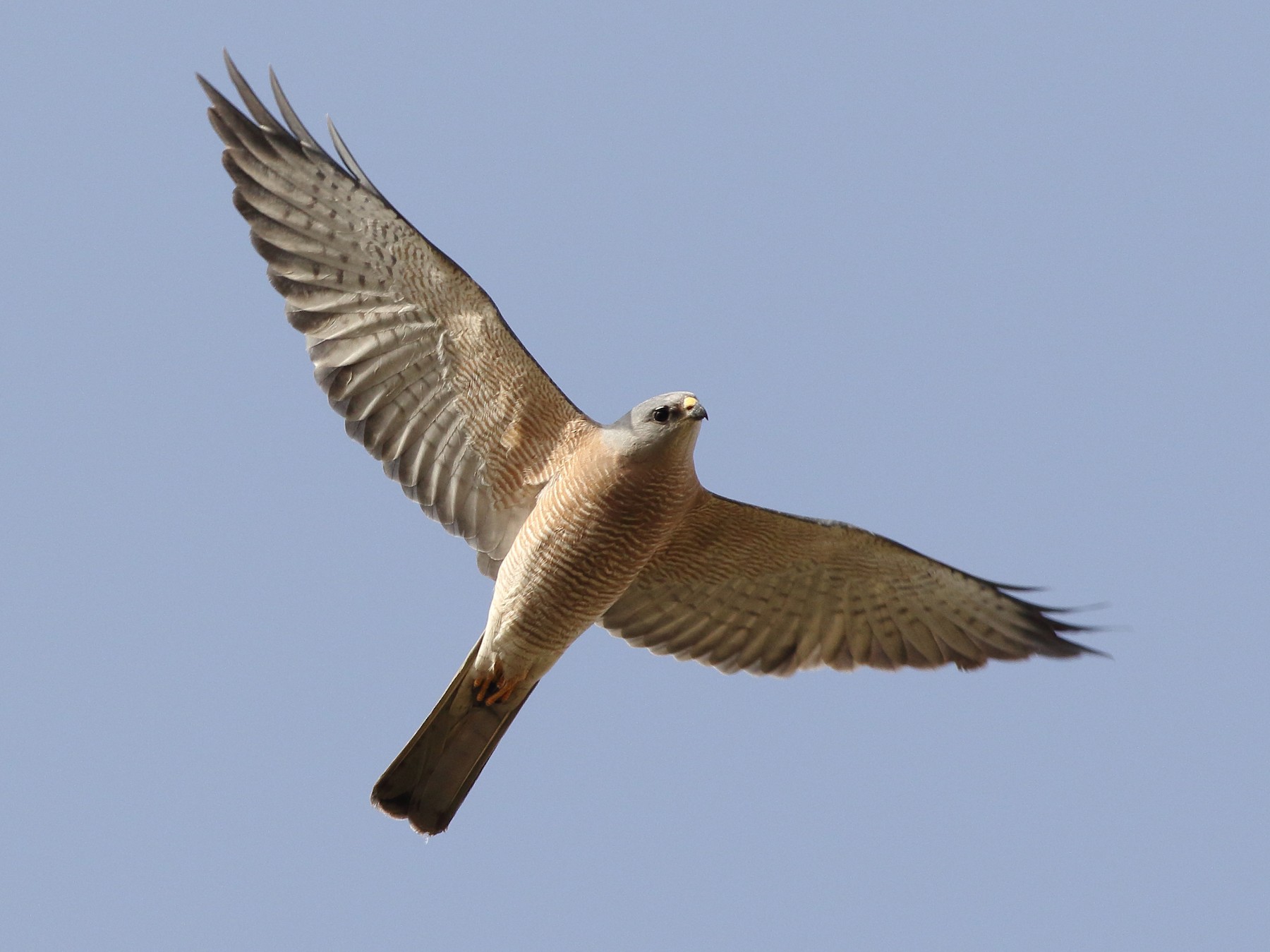 Levant Sparrowhawk - Ohad Sherer
