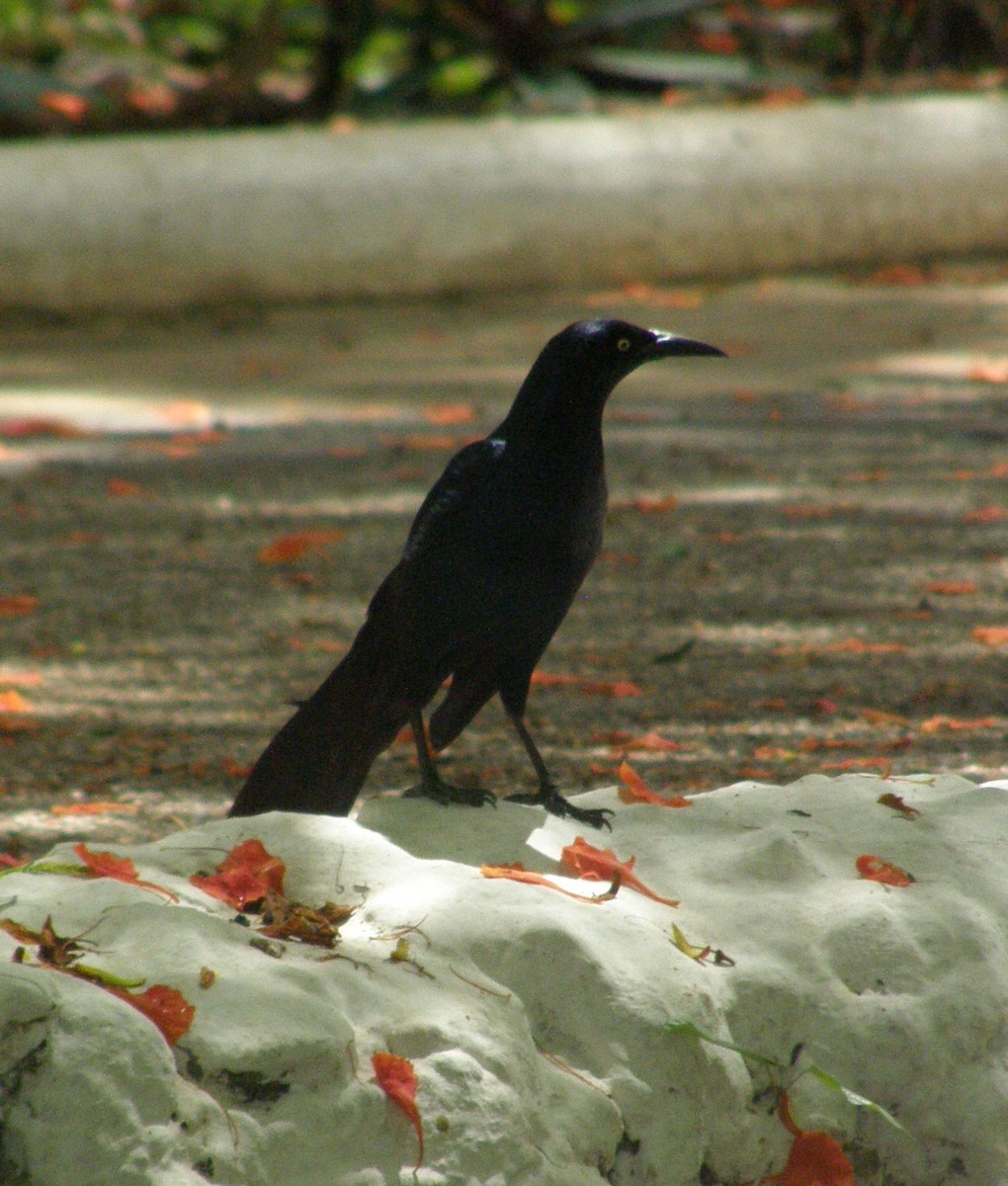 Great-tailed Grackle - Stuart Fisher