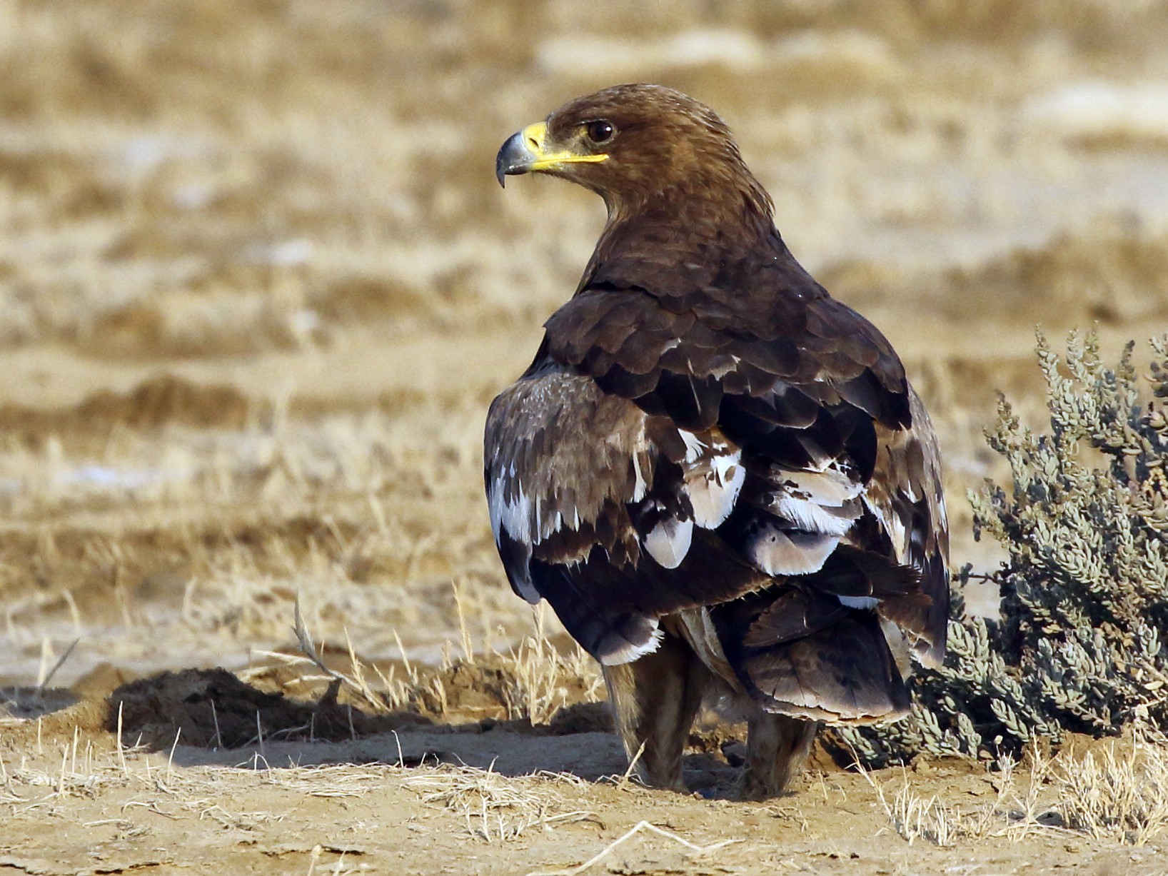 Steppe Eagle - Rahul  Singh