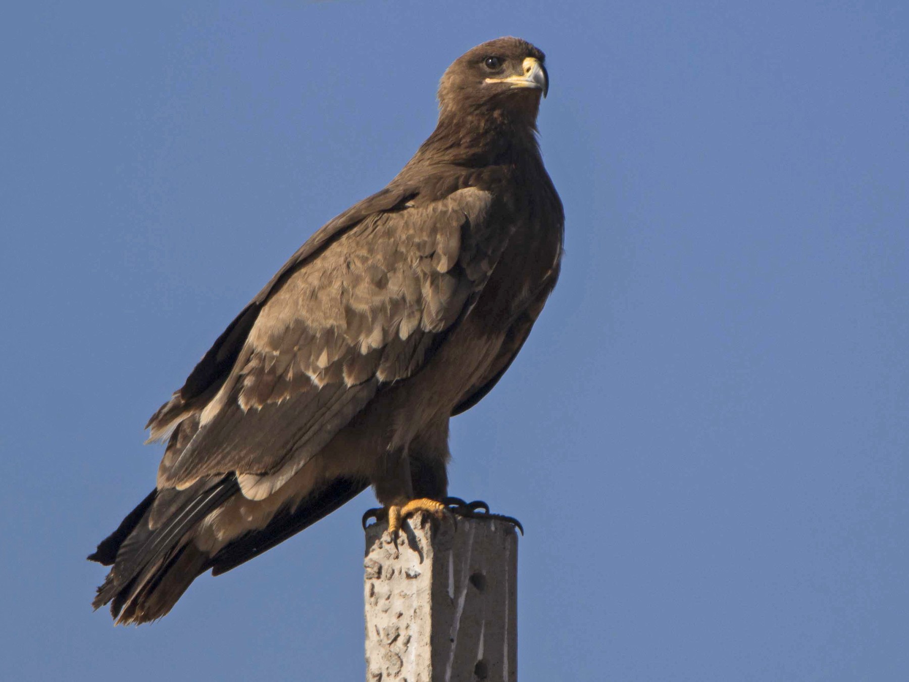 Steppe Eagle - Rohit Hirway