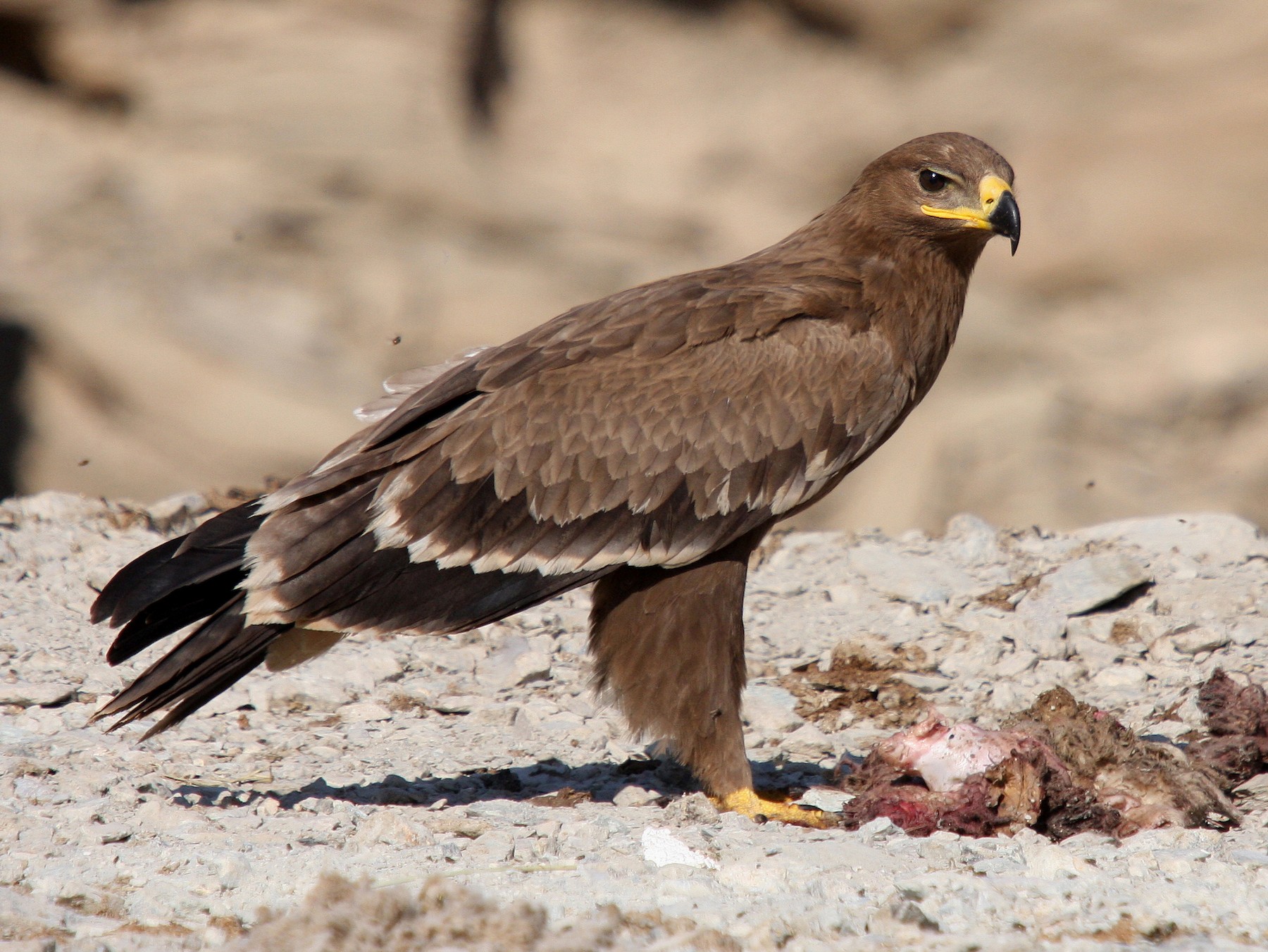 Steppe Eagle - Christoph Moning