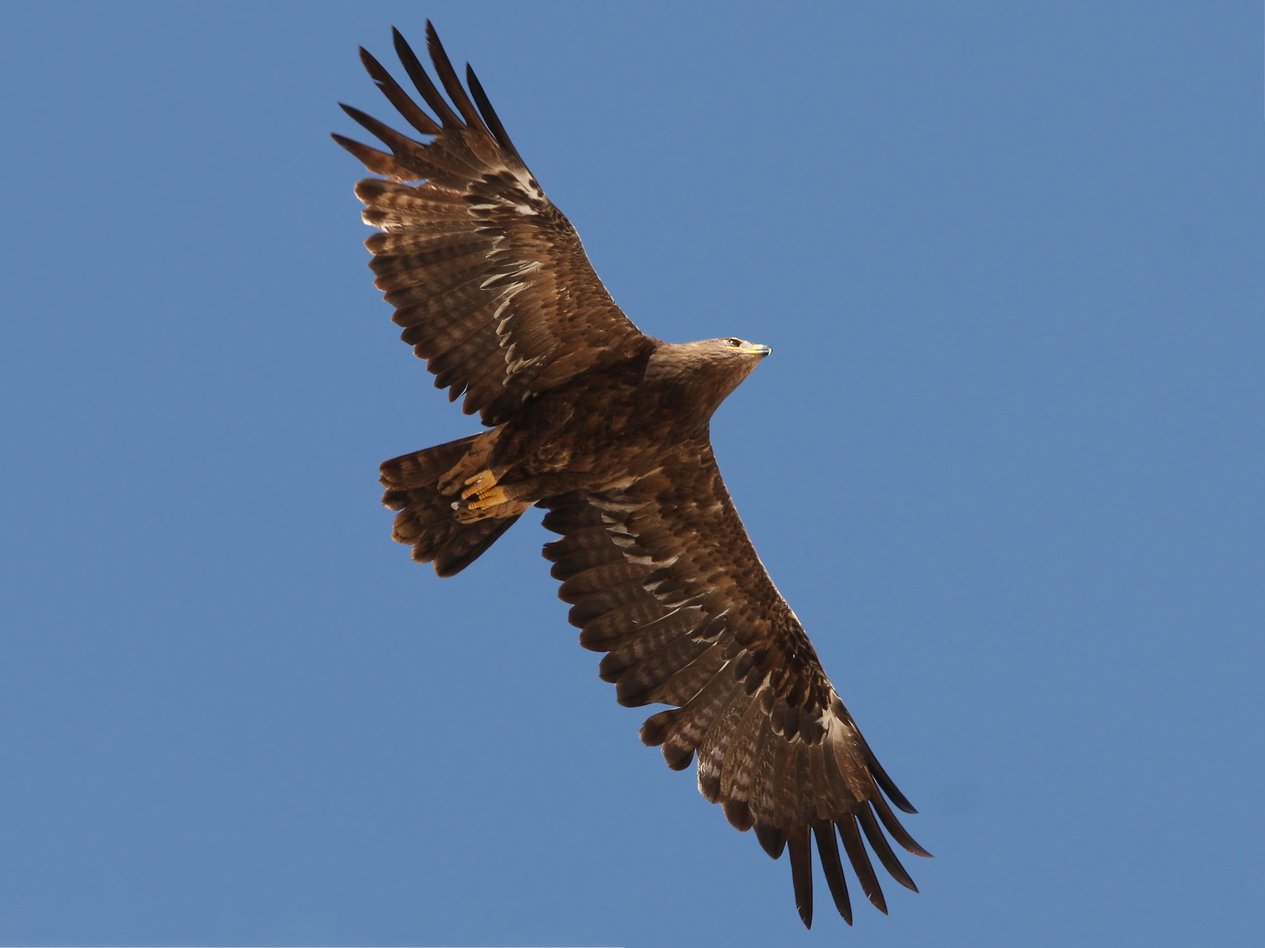 Steppe Eagle - Christoph Moning