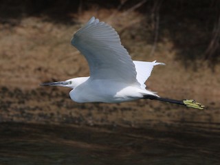 นกเต็มวัย ชุดขนสีขาว - Christoph Moning - ML140479691