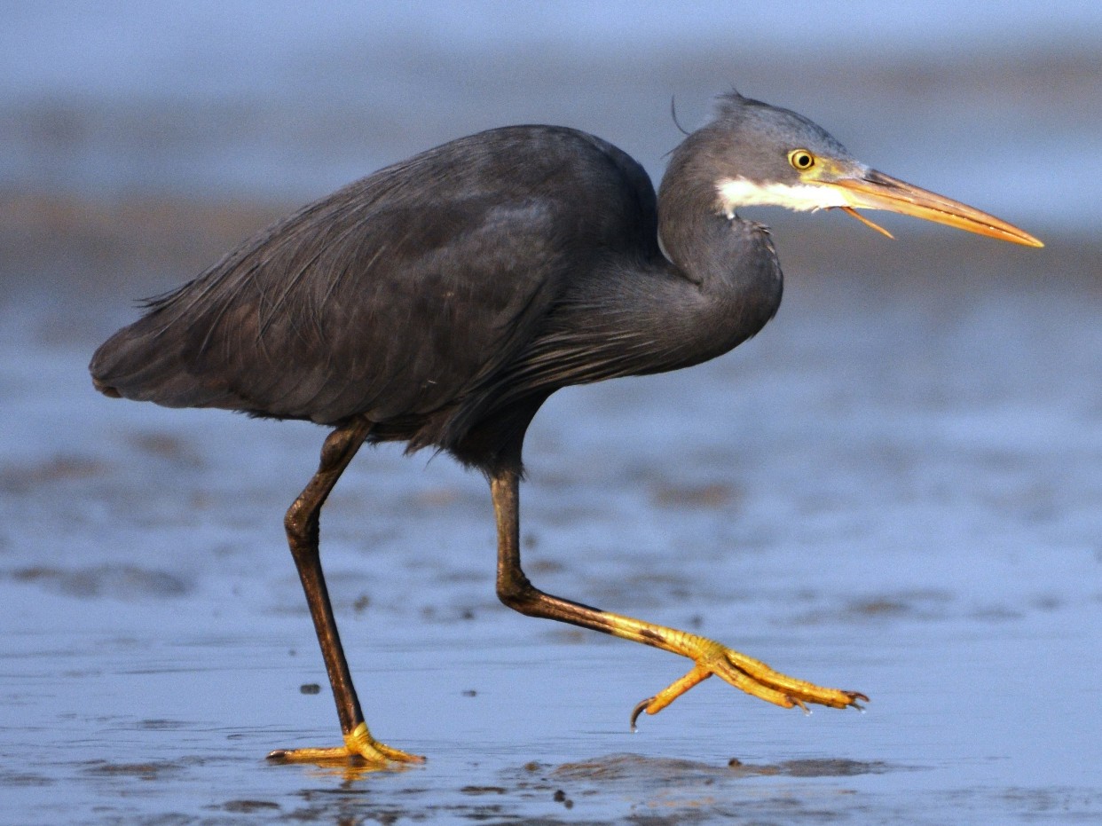 Western Reef-Heron - Mohandas Giriyappa