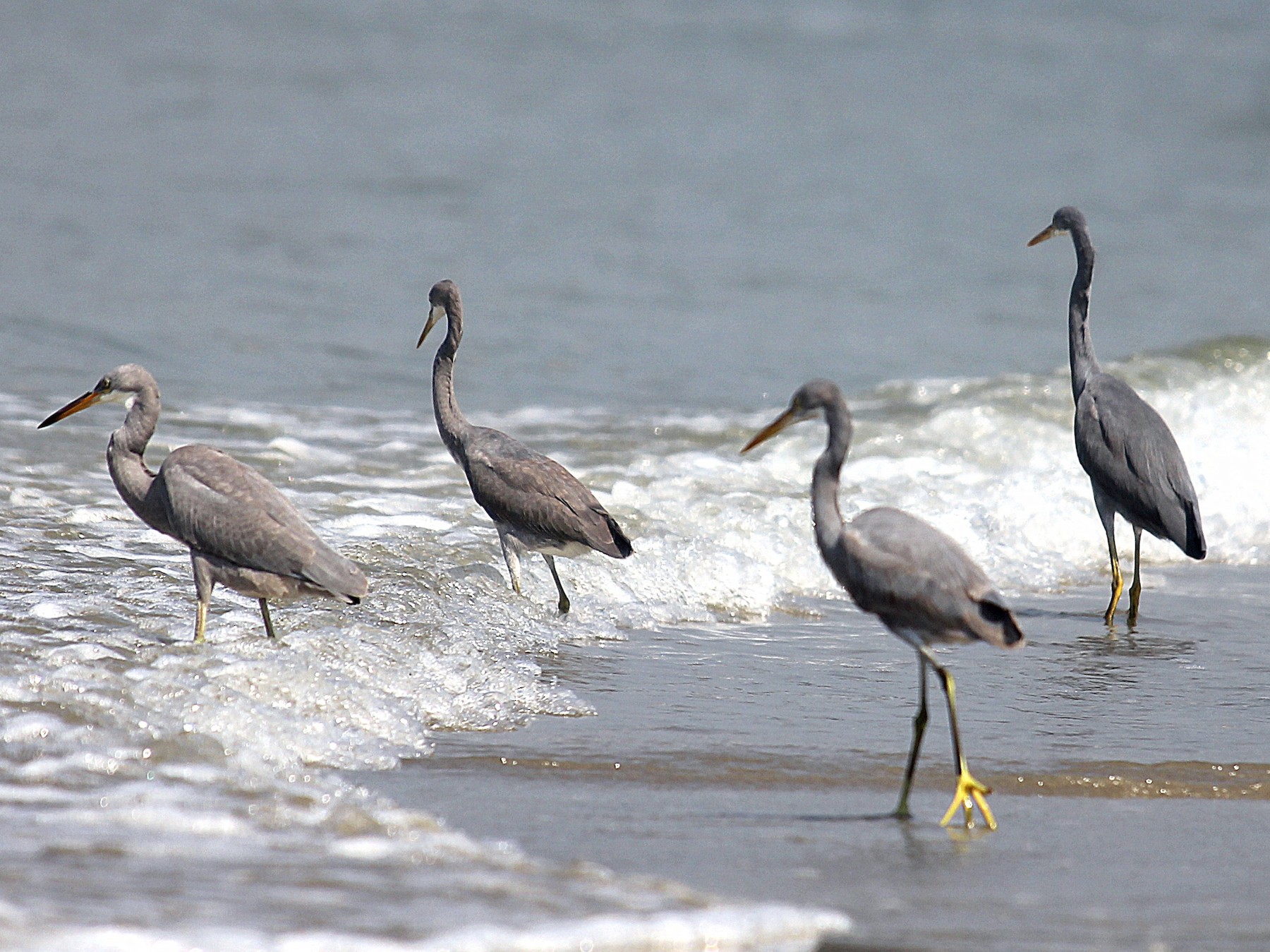 Western Reef-Heron - sasidharan manekkara