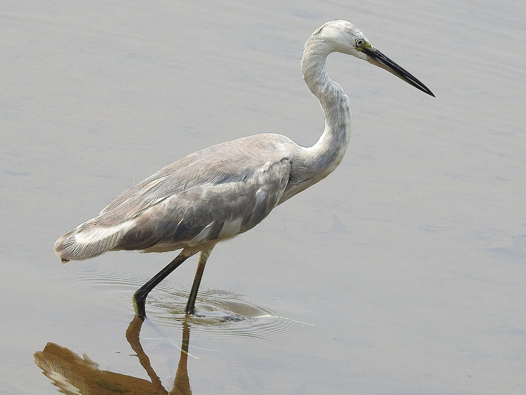 Western Reef-Heron - Afsar Nayakkan