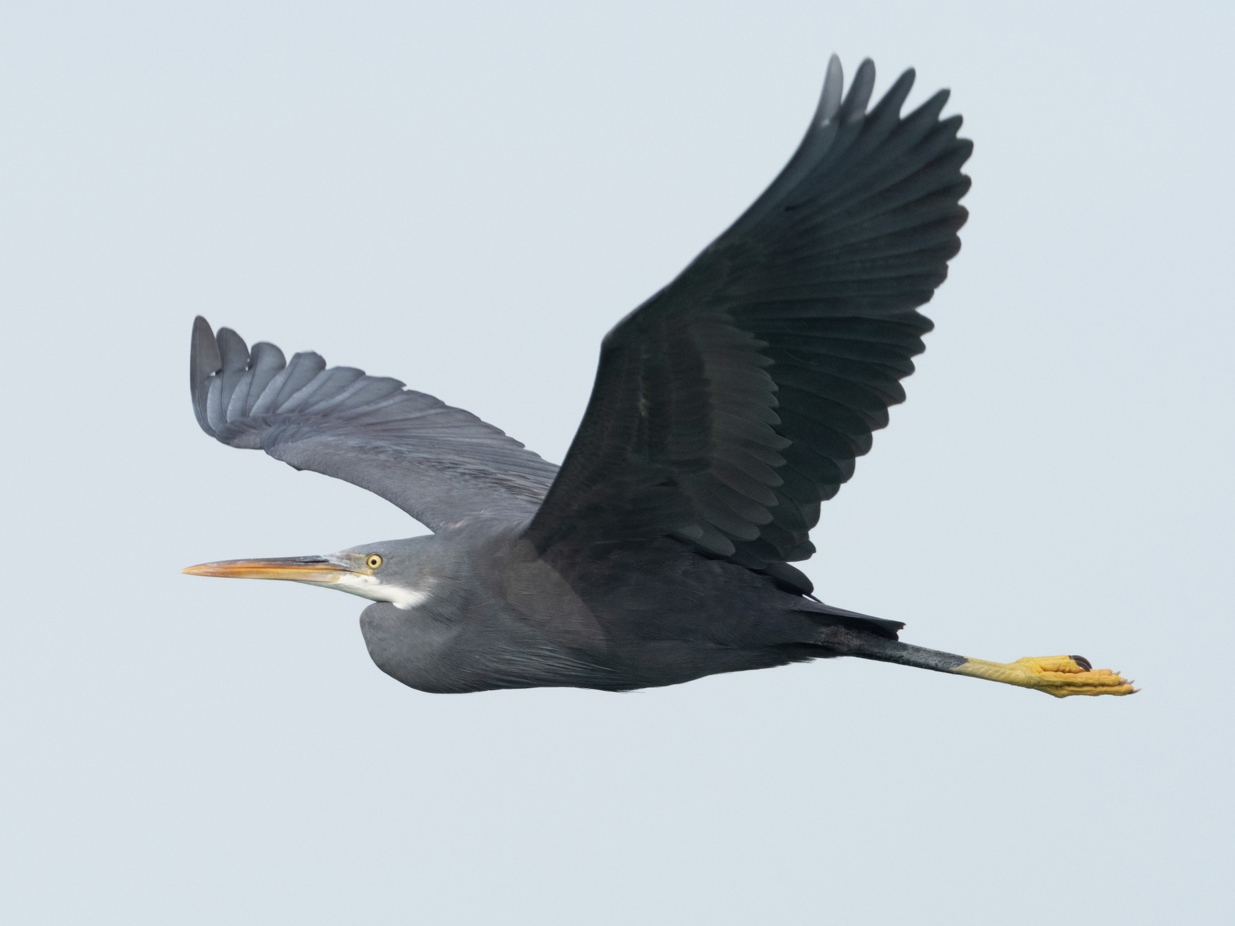 Western Reef-Heron - William Stephens