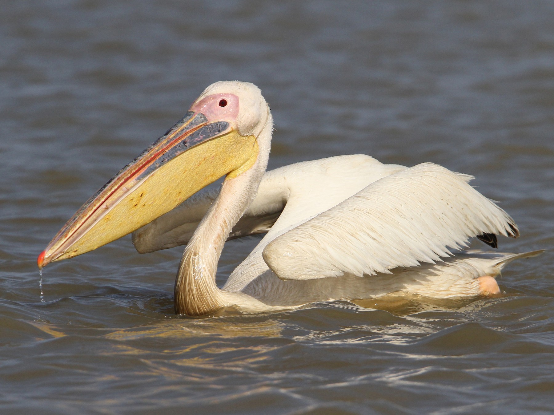 Great White Pelican