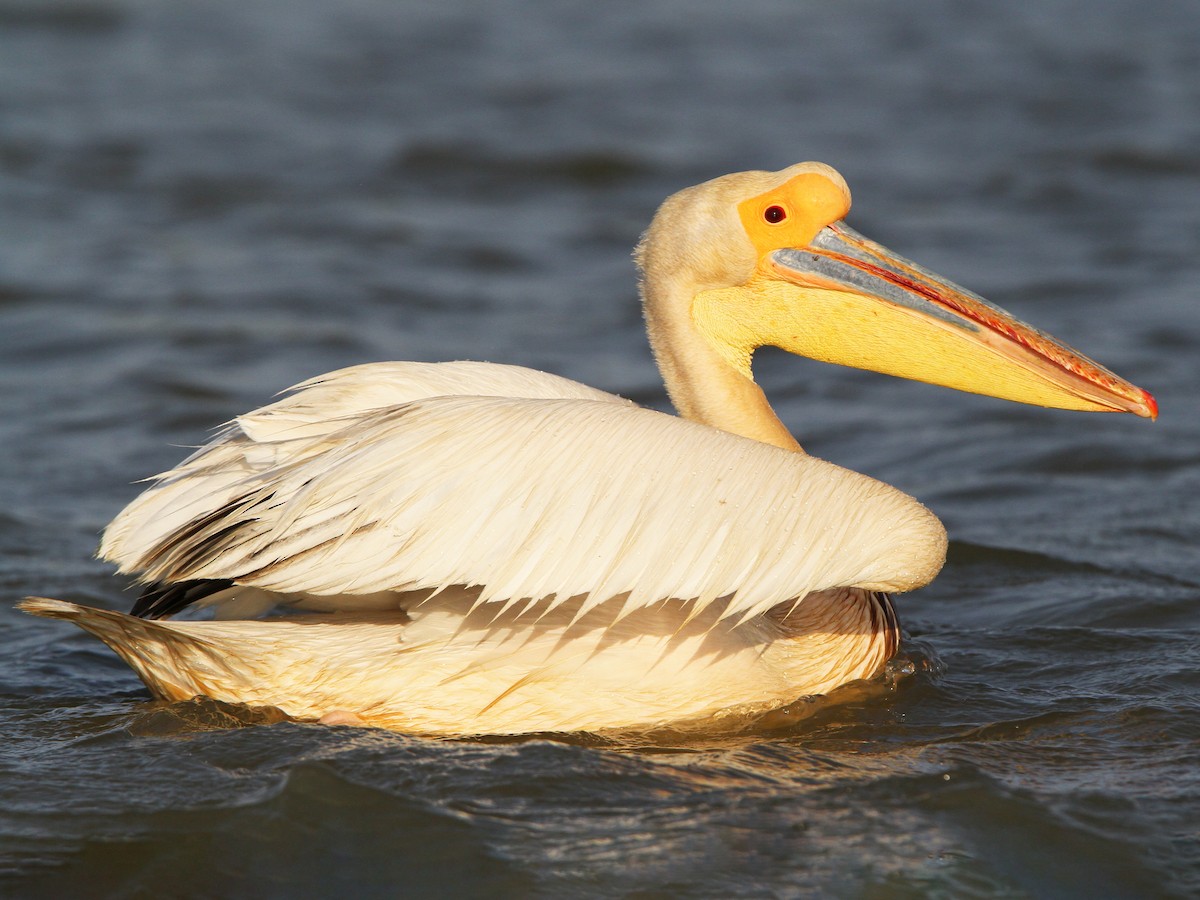 Great White Pelican Ebird