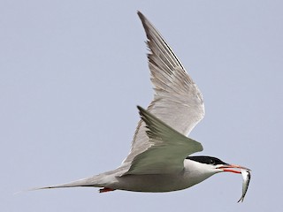  - White-cheeked Tern