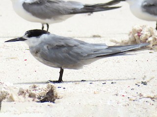 นกเต็มวัยชุดขนนอกฤดูผสมพันธุ์ - Miguel  Berkemeier - ML140480531