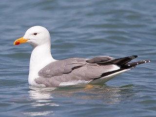 アルメニアセグロカモメ - eBird