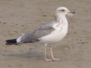 アルメニアセグロカモメ - eBird