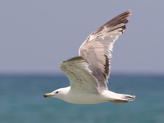 アルメニアセグロカモメ - eBird