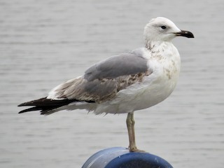アルメニアセグロカモメ - eBird