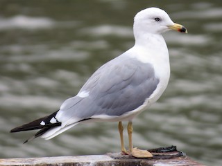 アルメニアセグロカモメ - eBird