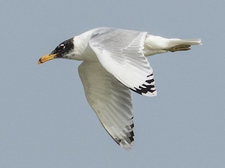 นกเต็มวัยชุดขนนอกฤดูผสมพันธุ์ - Markus Craig - ML140481541